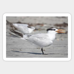 Royal tern Sticker